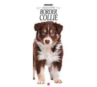 Border collie. Calendario 2026. Long