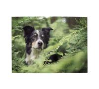 Border Collie Cani Bokeh Animali Domestici Nero Bianco, Puzzle da 500 Pezzi per Adulti - Puzzle in Legno per Adulti Anziani