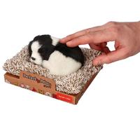Border collie che dorme sul cuscino