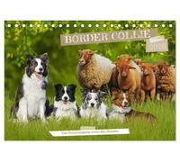 Border Collie - Das Universalgenie unter den Hunden (Tischkalender 2026 DIN A5 quer), CALVENDO Monatskalender: Auf 13 faszinierend schönen Fotos zeigt ... Sigrid Starick den Allrounder der Hundewelt.