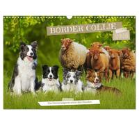 Border Collie - Das Universalgenie unter den Hunden (Wandkalender 2026 DIN A3 quer), CALVENDO Monatskalender: Auf 13 faszinierend schönen Fotos zeigt ... Sigrid Starick den Allrounder der Hundewelt.