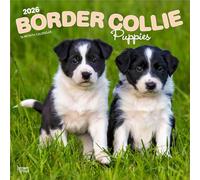 Border Collie Puppies 2026 12 X 24 Inch (Hanging) Monthly Square Wall Calendar Plastic-Free
