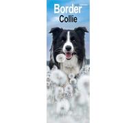Border Collie Slim 2026 Calendar | Slimline Wall Calendar | Dog Breed Gift | Plastic Free Packaging | by Avonside Publishing
