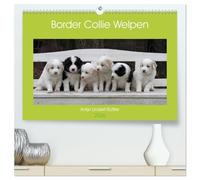 Border Collie Welpen (hochwertiger Premium Wandkalender 2026 DIN A2 quer), Kunstdruck in Hochglanz: Putzige Minihütehunde
