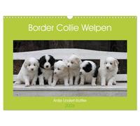 Border Collie Welpen (Wandkalender 2026 DIN A3 quer), CALVENDO Monatskalender: Putzige Minihütehunde