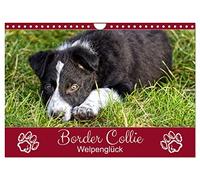 Border Collie - Welpenglück (Wandkalender 2026 DIN A4 quer), CALVENDO Monatskalender: Bezaubernde Border-Welpen-Fotos