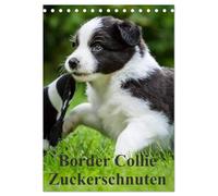 Border Collie Zuckerschnuten (Tischkalender 2026 DIN A5 hoch), CALVENDO Monatskalender: 12 Monate Spaß mit Schmunzeleffekt. Ein Must-Have für Liebhaber dieser besonderen Hunderasse.