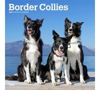 Border Collies 2026 12 X 24 Inch (Hanging) Monthly Square Wall Calendar Plastic-Free