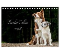 Border Collies 2026 (Tischkalender 2026 DIN A5 quer), CALVENDO Monatskalender: Ein Kalender der die bunte Vielfalt der beliebten Hütehunde präsentiert