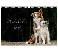 Border Collies 2026 (Wandkalender 2026 DIN A3 quer), CALVENDO Monatskalender: Ein Kalender der die bunte Vielfalt der beliebten Hütehunde präsentiert