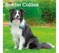 Border Collies 2027 - 16-Monatskalender: Original BrownTrout-Kalender [Mehrsprachig] [Kalender]