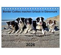 Border Collies machen Urlaub in Dänemark (Tischkalender 2026 DIN A5 quer), CALVENDO Monatskalender: Auch Border Collies lieben ihren Urlaub in Dänemark