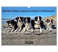 Border Collies machen Urlaub in Dänemark (Wandkalender 2026 DIN A3 quer), CALVENDO Monatskalender: Auch Border Collies lieben ihren Urlaub in Dänemark