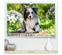 Border Collies - nicht nur schwarzweiß (hochwertiger Premium Wandkalender 2026 DIN A2 quer), Kunstdruck in Hochglanz: Border Collies in vielen Farbschlägen
