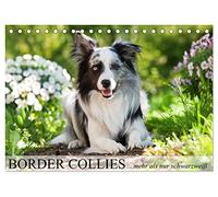Border Collies - nicht nur schwarzweiß (Tischkalender 2026 DIN A5 quer), CALVENDO Monatskalender: Border Collies in vielen Farbschlägen