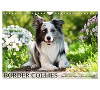 Border Collies - nicht nur schwarzweiß (Wandkalender 2026 DIN A4 quer), CALVENDO Monatskalender: Border Collies in vielen Farbschlägen