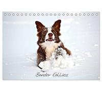 Border Collies (Tischkalender 2026 DIN A5 quer), CALVENDO Monatskalender: Faszination Border Collies