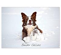 Border Collies (Wandkalender 2026 DIN A2 quer), CALVENDO Monatskalender: Faszination Border Collies