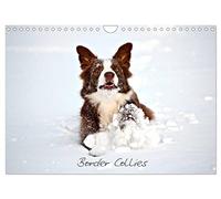 Border Collies (Wandkalender 2026 DIN A4 quer), CALVENDO Monatskalender: Faszination Border Collies