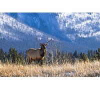 Borgen (Season 2) [ Origine Australiano, Nessuna Lingua Italiana ]