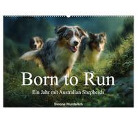 Born to run - Ein Jahr mit Australian Shepherds (Wandkalender 2027 DIN A2 quer), CALVENDO Monatskalender: Der ultimative Aussie - Kalender!