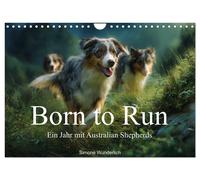 Born to run - Ein Jahr mit Australian Shepherds (Wandkalender 2027 DIN A4 quer),