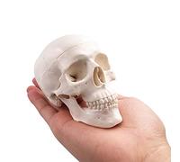 BornTo Edu Mini modello del cranio - osso anatomico adulto medico umano di piccola dimensione per l'istruzione