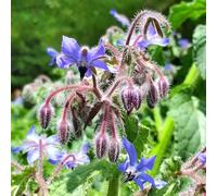 borragine - giardino del giardino roccioso sul balcone serre da balcone tappezzante e resistente Aiule rialzate per il decorazioni per esterni 250semi