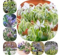 borragine - raro autunnali esotico giardino roccioso farfalla in 250semi