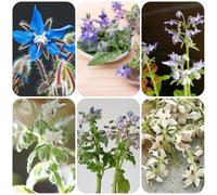 Borragine vecchie varietà aiuole rialzate resistenti per giardini rocciosi decorazioni giardino per esterni ornamentali esotici copertura del terreno semi di 100semi