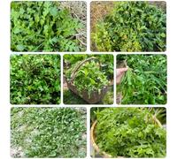 Borsa del pastore di interni esotica letto elevato giardino inverno perenni resistenti selvatici semi varietà 100pcs