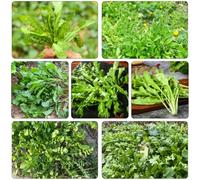 Borsa del pastore semi invernali giardino interni perenni resistenti giardino balcone verdi 35pcs