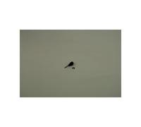 BOSCH Ricambio TTNR: 8738901705 Sensore Di Temperatura