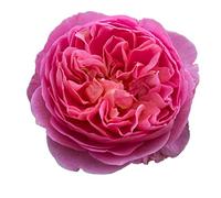 Boscobel®, pianta viva di Rose Barni®, rosa in vaso English Roses®, fiori grandi a coppa, profumati, colore rosa salmone, cod. 71048.