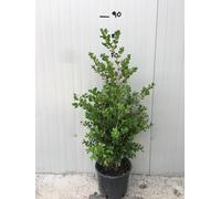 Bosso Boxus buxus sempervirens, vaso 20cm per siepi-Arbusto Sempreverde da Siepe o Bordura, Crescita Lenta, Foglie Verdi Brillanti - Pianta Ornamentale Resistente