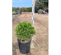 Bosso Buxus Microphylla Faulkner Palla 25-30 cm | Vaso 28 cm