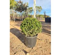 Bosso Buxus Microphylla Faulkner Palla 40 cm Vaso 30 cm | Sempreverde