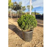 Bosso Buxus Microphylla Faulkner Palla 50 cm Sempreverde | Vaso 40 cm