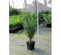 Bosso "Buxus Microphylla Faulkner" Pianta in Vaso 2Litri h 40/50 cm FOTO REALE Vivaio di Castelletto