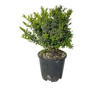 Bosso (Buxus sempervirens) - 1 Piantina in Vaso | Sempreverde, Ideale per Siepi, Topiaria, Prati, Terrazzi e Bordure | Facile da Modellare, Resistente, Perfetta per Giardino e Terreno Mediteraneo