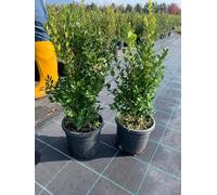Bosso comune "Buxus sempervirens" in vaso ø18 cm h. 50/60 cm | pianta da siepe sempreverde Vivaio di Castelletto