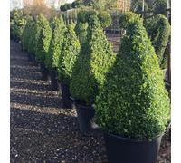 Bosso comune "Buxus sempervirens" pianta a cono (forma piramidale) in mastello ø40 h 120 cm