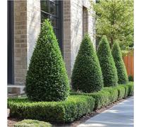 Bosso comune "Buxus sempervirens" pianta a cono (forma piramidale) in mastello ø70 h 150 cm