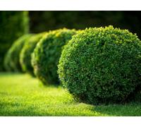 Bosso comune "Buxus sempervirens" pianta a palla, sfera ø35 in vaso ø28 cm Vivaio di Castelletto