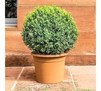 Bosso comune "Buxus sempervirens" pianta a palla, sfera ø40 in vaso ø37 cm Vivaio di Castelletto