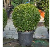 Bosso comune "Buxus sempervirens" pianta pianta a palla, sfera ø60 in vaso ø45 cm Vivaio di Castelletto