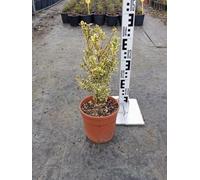 Bosso Comune Variegato Buxus Sempervirens Vaso 18 cm Arbusto | da Topiaria