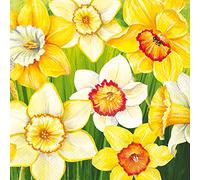 Boston International C859300 - Tovaglioli di carta per cocktail, Carta, Campo di narcisi., 5 x 5-Inches