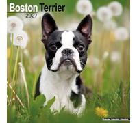 Boston Terrier 2027 Calendar | Square Wall Calendar | Dog Breed Gift | Plastic Free Packaging | by Avonside Publishing