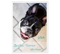 Boston Terrier der Hund 2026 (Wandkalender 2026 DIN A2 hoch), CALVENDO Monatskalender: Ein schöner Kalender für Hundefreude und Liebhaber von Boston Terrier